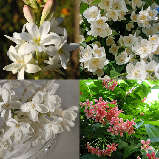 BLOOM BLISS - INSPIRED BY GUCCI BLOOM